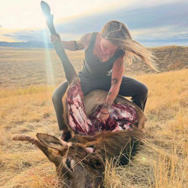 A woman, Bartle, is field dressing an elk in an open meadow during sunset. She is kneeling over the animal, holding up one leg while reaching into the cavity. Blood is visible around the elk’s midsection. The surrounding landscape is golden with dry grass, and mountains can be seen in the distance under a partly cloudy sky.