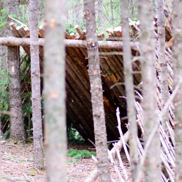 A-frame primitive shelter built from logs and evergreen branches, partially hidden among dense pine trees in a forest. The structure is camouflaged with natural materials, blending into the surroundings.