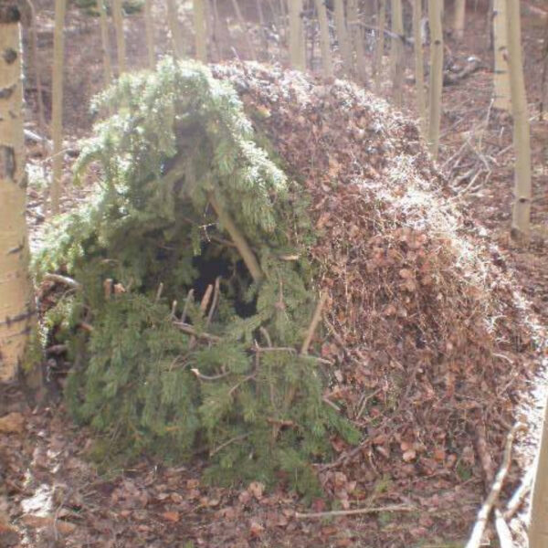 A primitive debris hut shelter made of pine branches and leaves, set in a grove of aspen trees.