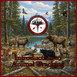 A beautifully detailed illustration of a vibrant mountain forest ecosystem filled with wildlife. The scene features a variety of animals including elk, deer, bighorn sheep, bears, foxes, mountain lions, wolves, birds, beavers, and small mammals, all gathered around a serene alpine lake. Snow-capped peaks rise in the background, surrounded by evergreen trees under a bright, partly cloudy sky.