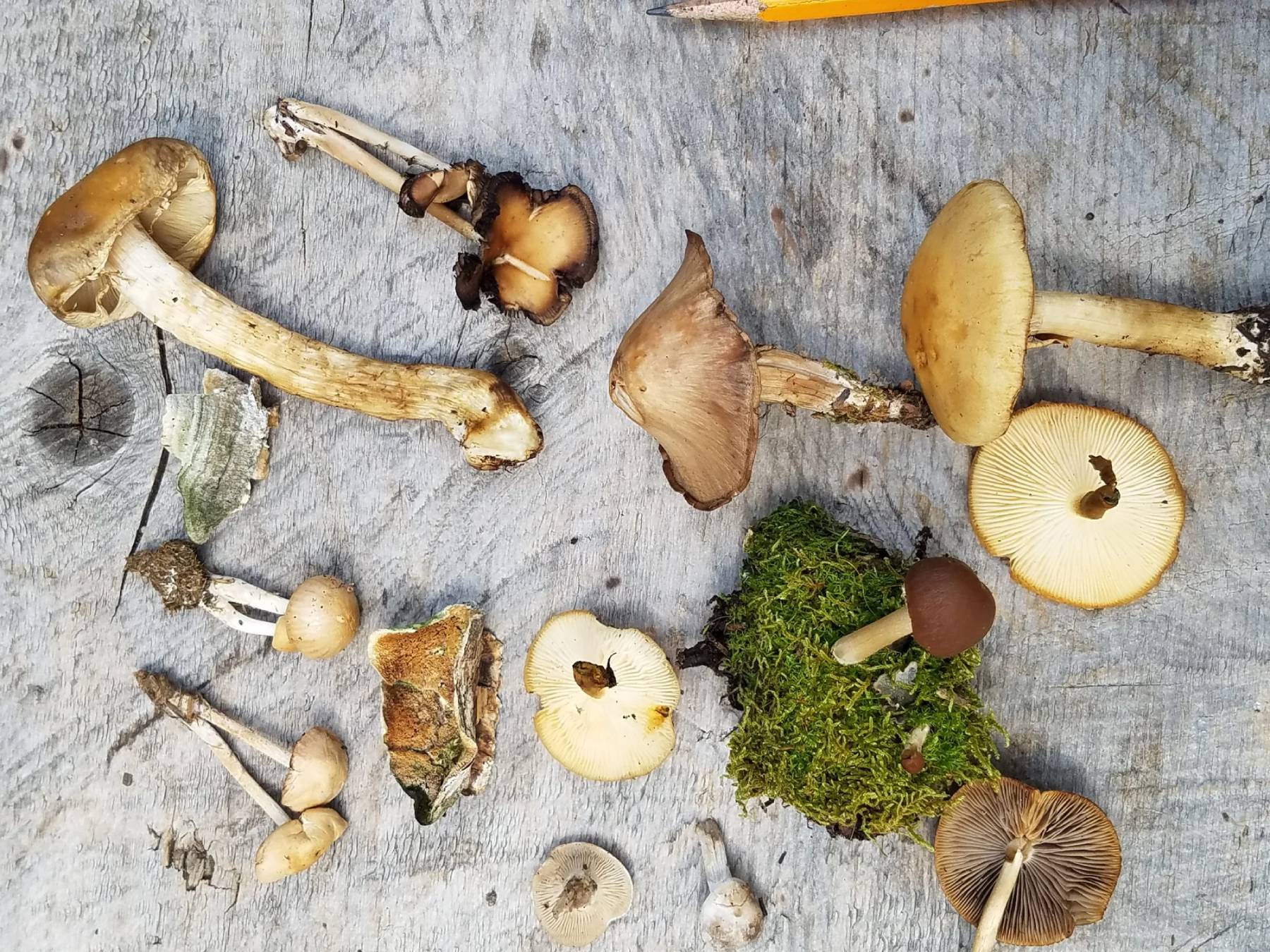 Mushroom-Mike-Mushrooms-scaled