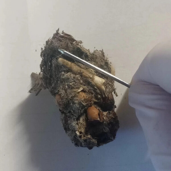 A gloved hand uses a metal probe to dissect an owl pellet on a white surface. The pellet is compacted with fur, bones, and small rodent remains clearly visible, including a femur and skull fragments.