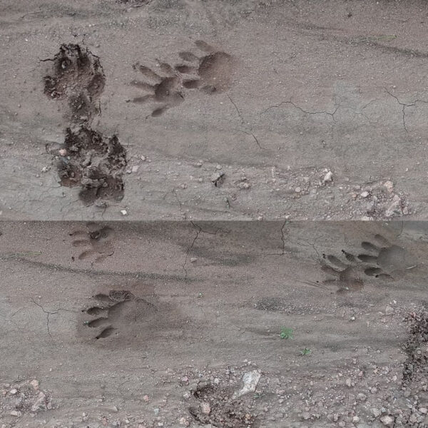 A trail of animal tracks is clearly imprinted in soft dirt, revealing two distinct track patterns. The tracks on the left feature five toes and claws, wide with a triangular palm pad—indicating raccoon tracks. The prints on the right are more rounded and compact with four visible toe pads and claw marks, likely from a canine, possibly a domestic dog.