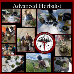 Collage of hands-on activities from The Survival University’s Advanced Herbalist course, including plant foraging, tincture and salve making, herbal preparation with mortar and pestle, and students working both in outdoor and tented classroom settings. Center features The Survival University logo with title 'Advanced Herbalist' at the top.