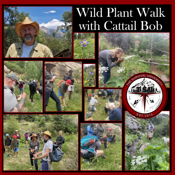 A collage of images from a wild plant walk led by Cattail Bob at The Survival University, showing participants examining plants, taking notes, and engaging with nature in a lush mountainous environment